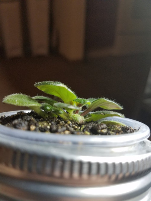 Broad mites on African Violets? Please help!