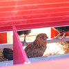 ECOFLEX® Jumbo Fontana Chicken Barn, Red