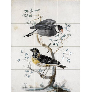 Thrush Finch Song Birds set of 4 Ceramic Tile 4.25" x 4.25" Kiln Fired Decor G 