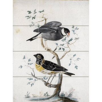 Tile Mural Two Exotic Birds Kitchen Bathroom Wall Backsplash, Glossy