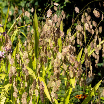 Grasses for wet areas