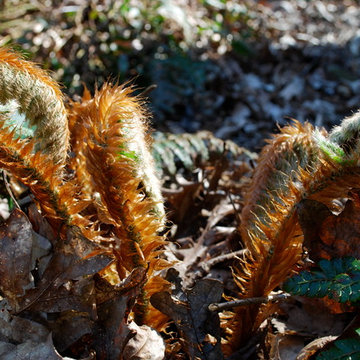 Tassel Fern in spring.