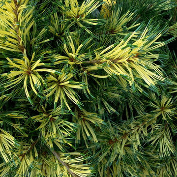 Variegated Japanese white pine (Pinus parviflora 'Ogden Janome').