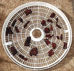 My Food Dehydrator Melted – Why It Sucked & What I Replaced It With