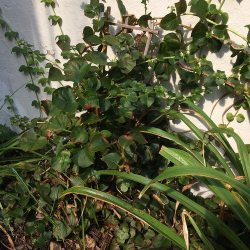Help With Diseased/Dying Climbing Hydrangeas