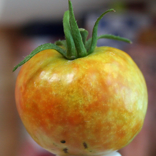 Tomatoe Has Mottled Appearance Photo Included
