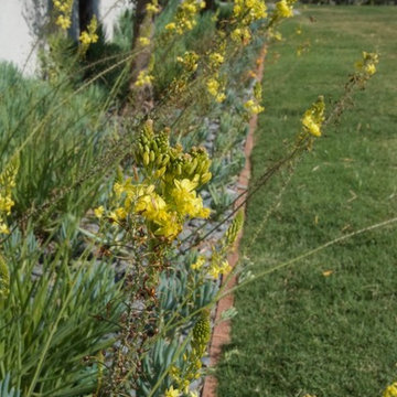 Bel Air mass color spot complements existing Olive Trees.