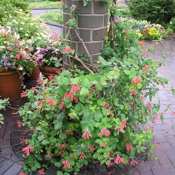 Trumpet Honeysuckle