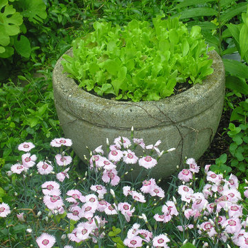 Container plantings and Edible container plantings | Artistry Landscaping Design