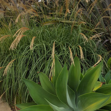 Agave Garden