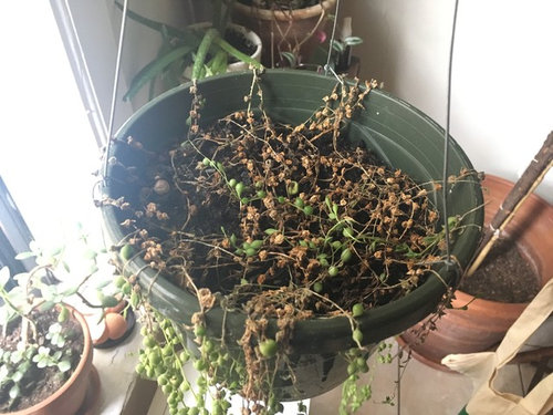 String of Pearls Plant drying out from the top down