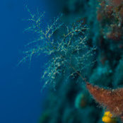Claire Dune's photo