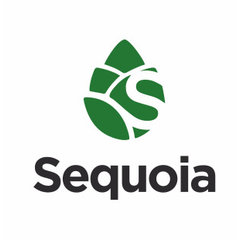 Sequoia-art