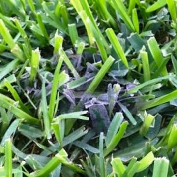 Diseases in the Lawn & Landscape