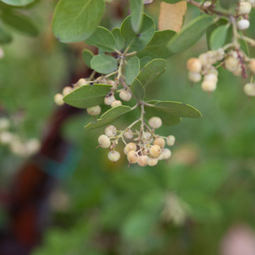 Manzanita Berries