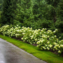 Phil's Plants