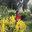 Nolte Home & Garden