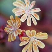 Ruth Wilnai's photo