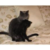 Sharon Weiler's photo