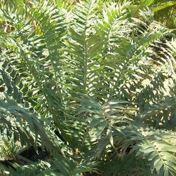 Nursery Products - Outdoor Pots And Planters