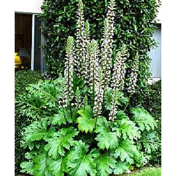 Acanthus Bear's Breeches