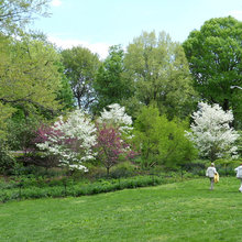trees