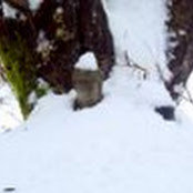 Photo de dharma Farm