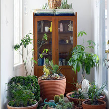 Plants