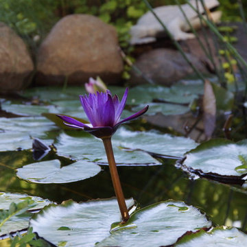 Meditation Garden