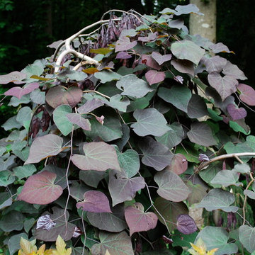 Ruby Falls redbud