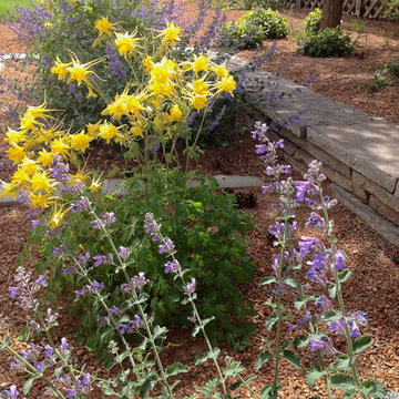 Complimentary colors: Golden Columbine and Catmint