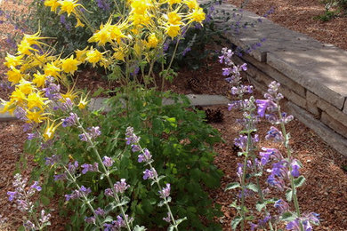 Complimentary colors: Golden Columbine and Catmint