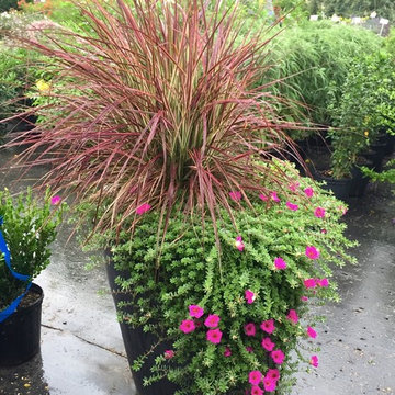 Container Plants