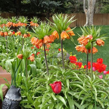 plants & flowers