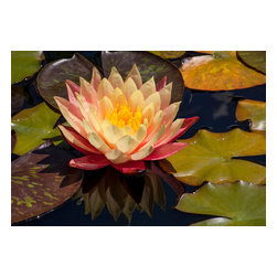 Douglas Page Photographic Arts - Lily Flower, Canvas Giclee, 24"x16" - Prints And Posters
