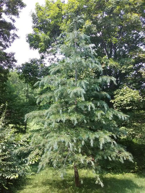 Southwestern white pine