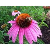 Tammy Maring's photo