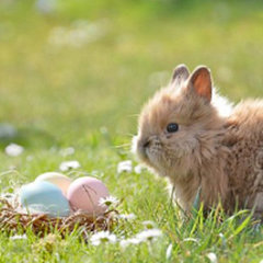Easter Eggs