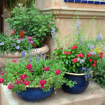 Create a Butterfly & Hummingbird in Containers