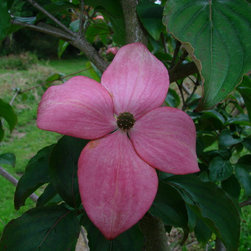 Plant and Trees - Plants