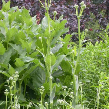 Rattlesnake Master
