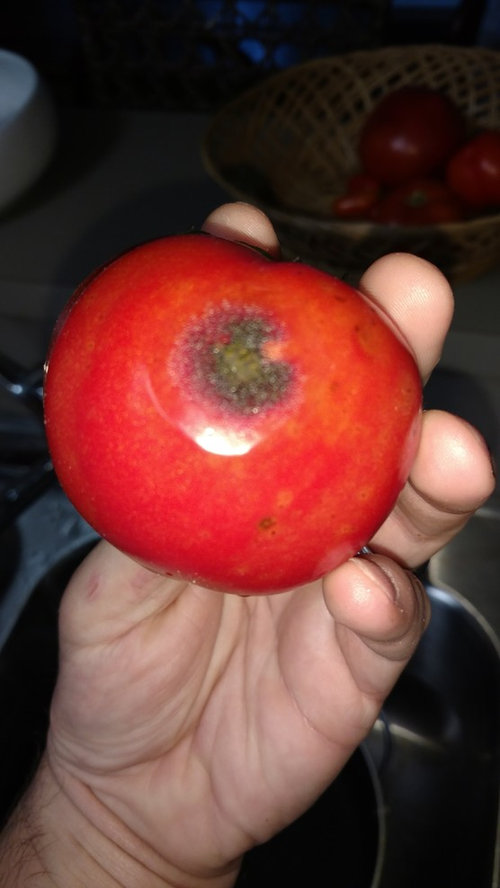Black spots on my tomatoes