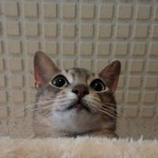 Tsuyoshi Shimadas foto