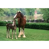 Eliz Anderson's photo