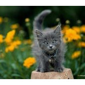 Jo Azzopardi's photo