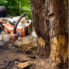 SG Tree Service and Landscaping Services