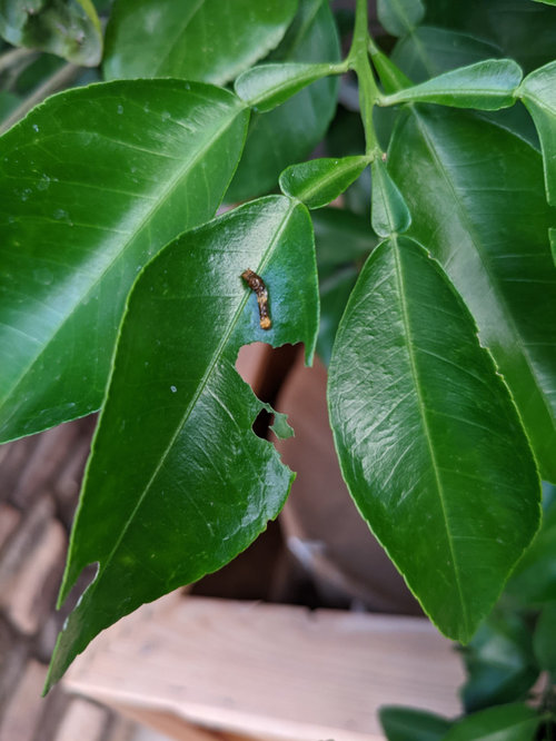 What's eating my citrus leaves?