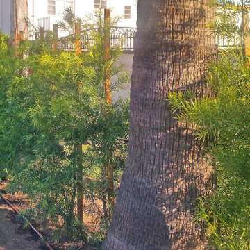 Hedge Plants--Podocarpus