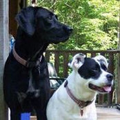 Diana Rorabaugh's photo
