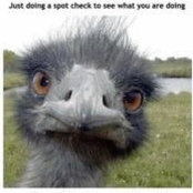 Joe Damiens's photo